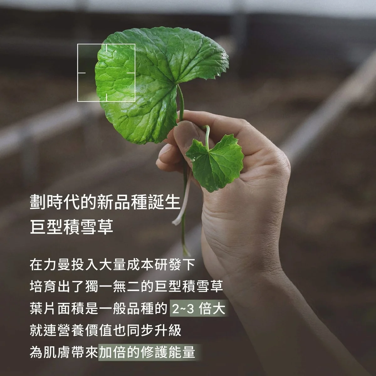 獨家巨型積雪草，怎麼來的 第 2 張