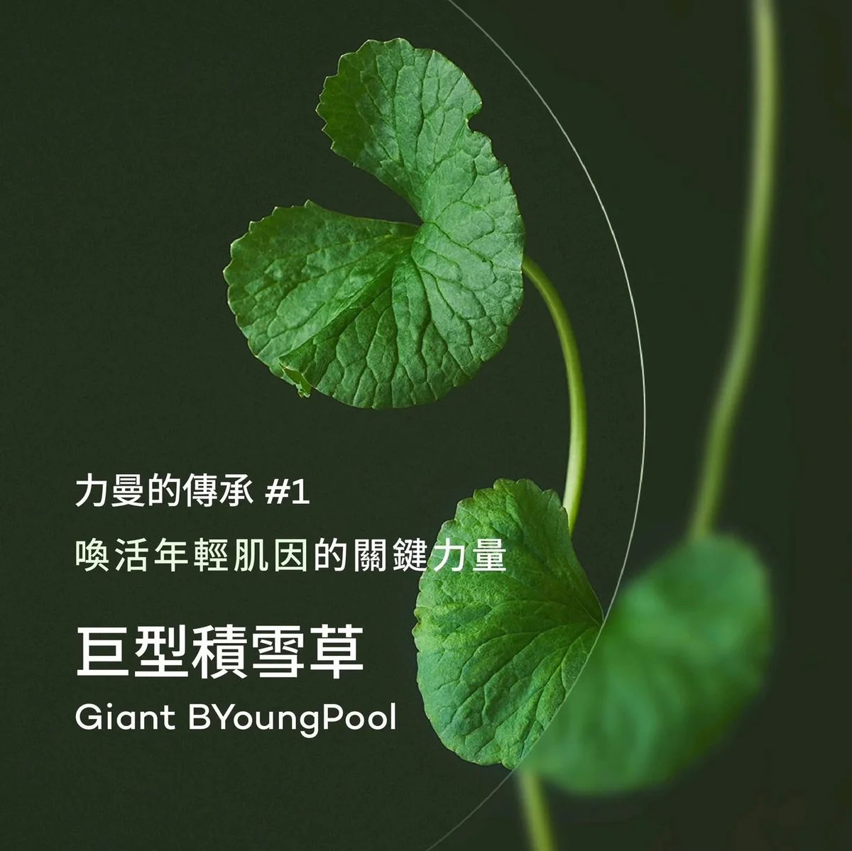 獨家巨型積雪草，怎麼來的 第 3 張