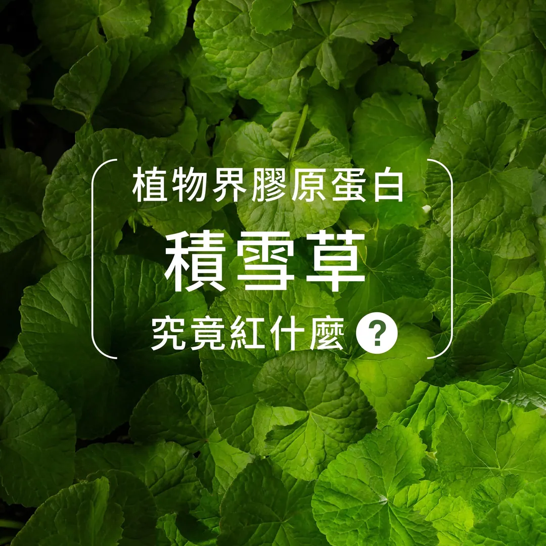 為什麼積雪草這麼常見 第 1 張