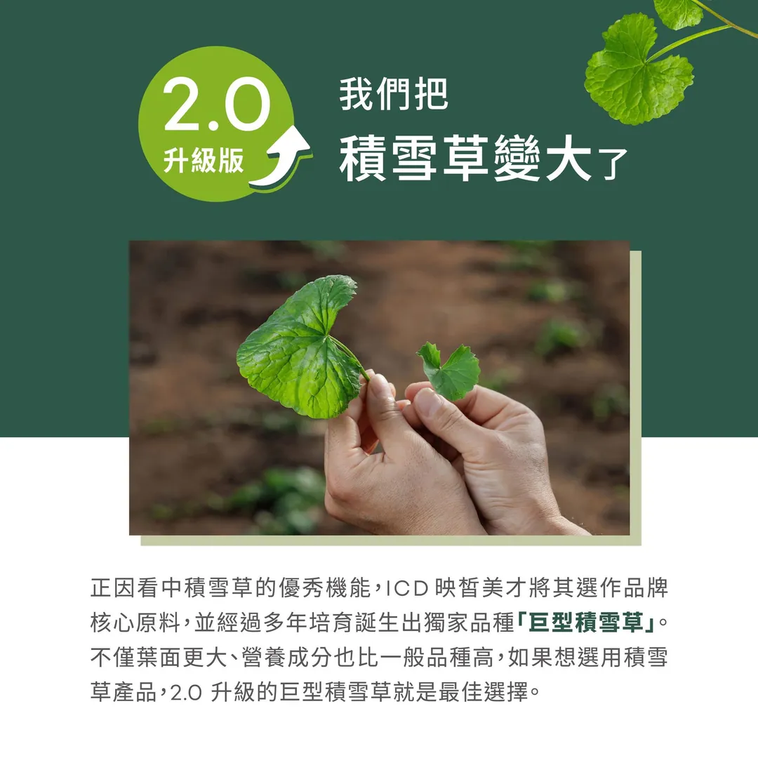 為什麼積雪草這麼常見 第 7 張