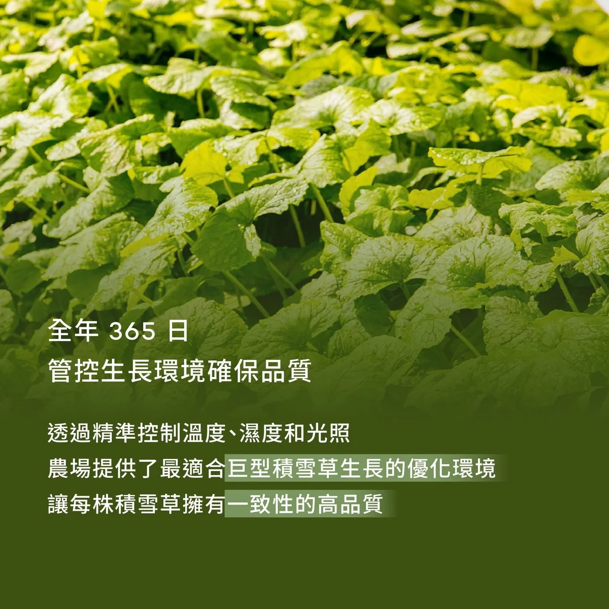 RIMAN FARM 濟州智能農場 第 4 張