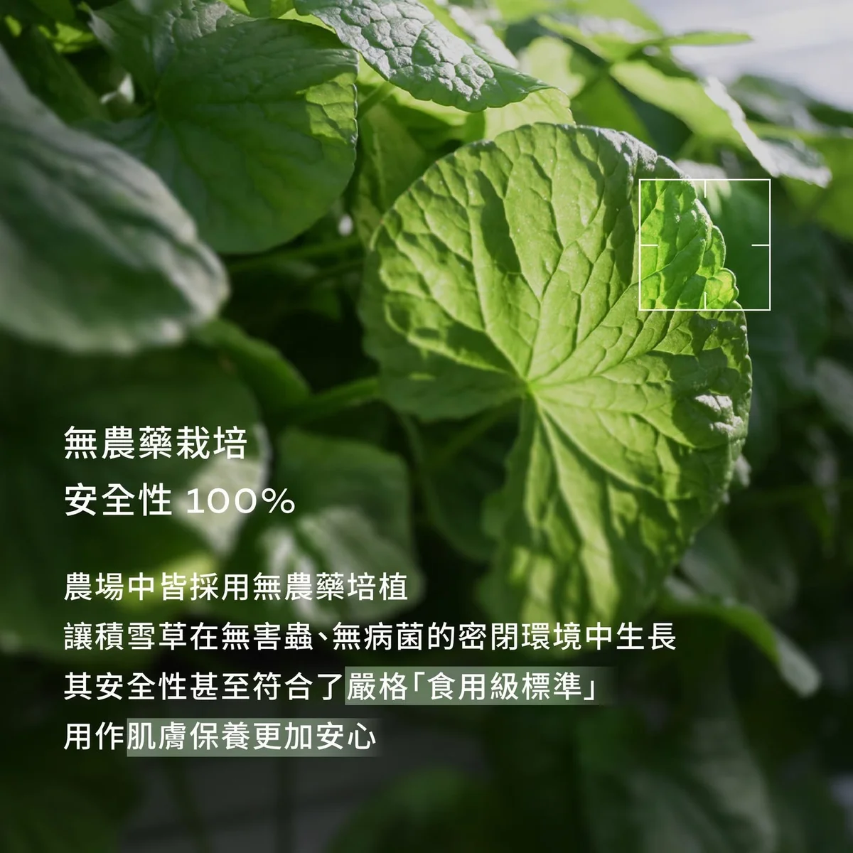 RIMAN FARM 濟州智能農場 第 5 張