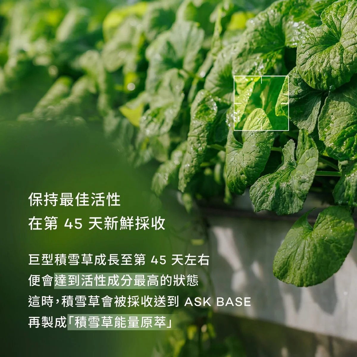 RIMAN FARM 濟州智能農場 第 6 張