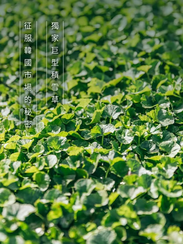 征服韓國市場的秘密 第 1 張