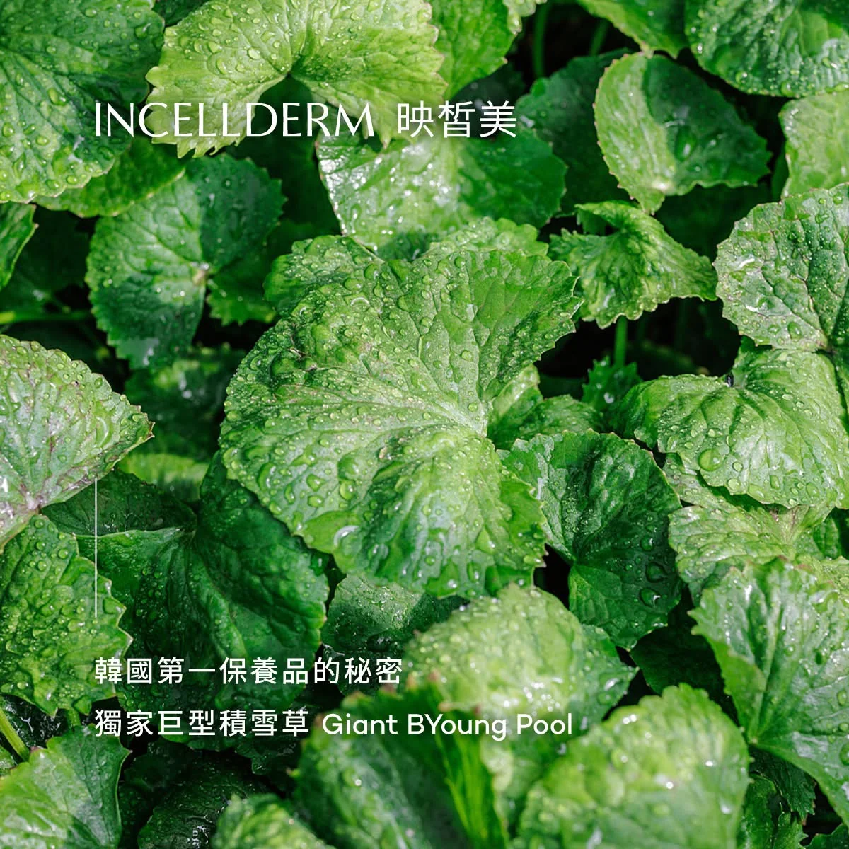 征服韓國市場的秘密 第 2 張
